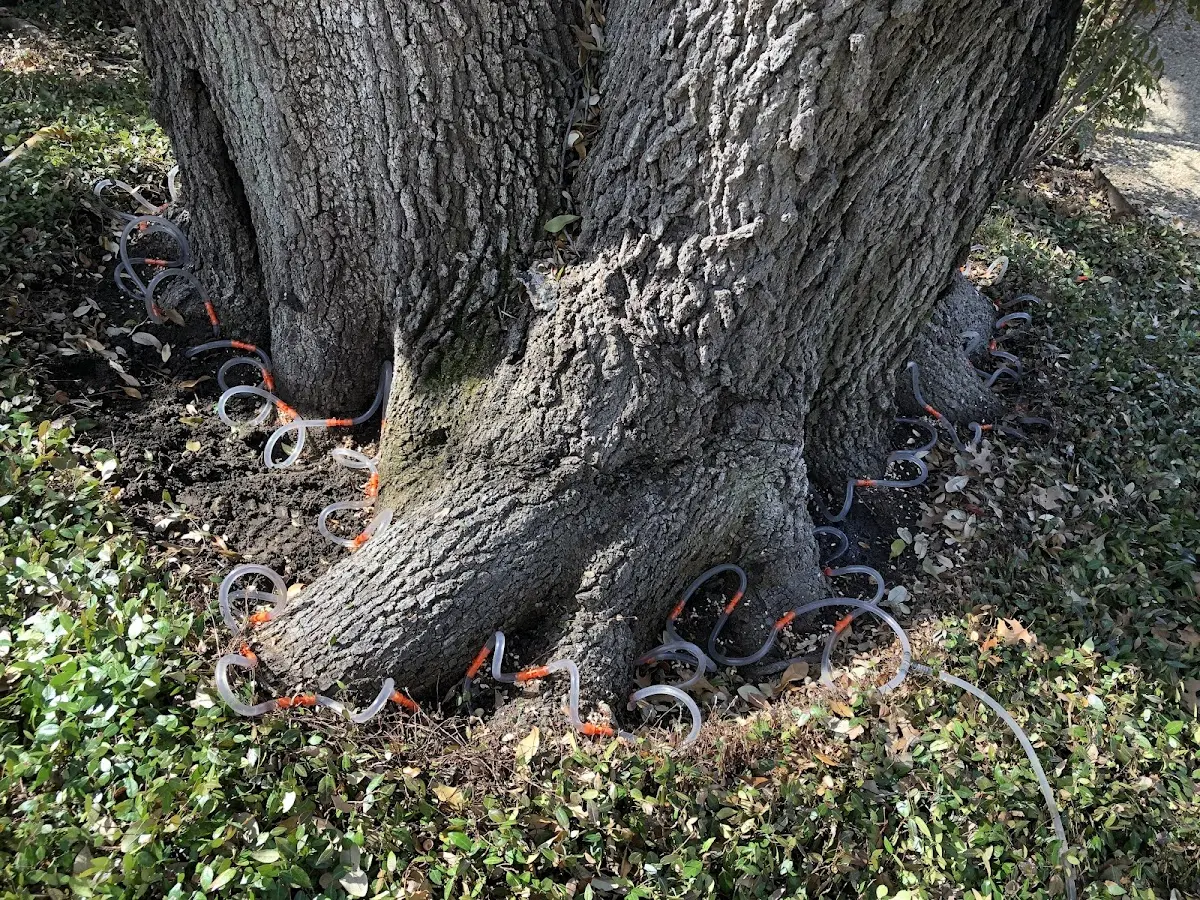 Detailed Tree Cabling and Bracing job site in Weaubleau